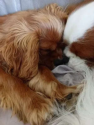 Cavalier King Charles Spaniel Chien Frères