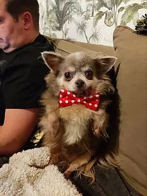 Nom Chihuahua Chien Iggy