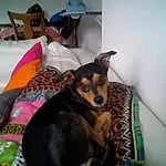 Chien, Comfort, Race de chien, Carnivore, Faon, Chien de compagnie, Museau, Chapi Chapo, Toy Dog, Room, Linens, Pinscher, Dog Supply, Sun Hat, Working Animal, Canidae, Poil, Guard Dog, Jouets