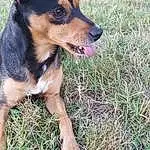 Chien, Carnivore, Plante, Race de chien, Chien de compagnie, Herbe, Moustaches, Terrestrial Animal, Patte, Poil, Pinscher, Working Dog, Canidae, Guard Dog, Toy Dog, Chiots, Soil, Hunting Dog