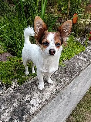 Nom Chihuahua Chien Bandy