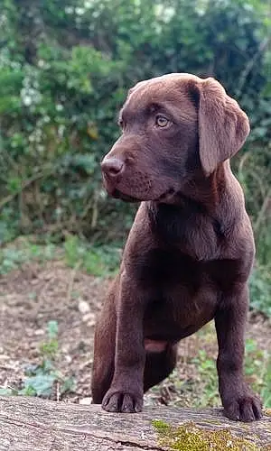 Nom Labrador Chien Mowgli