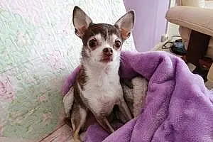 Nom Chihuahua Chien Kiki