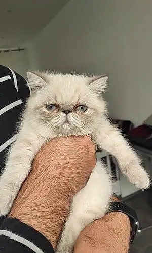 Exotic Shorthair Chat Snow