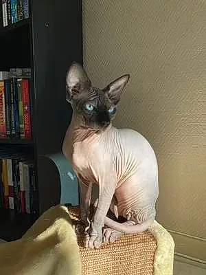 Sphynx Chat Tanguy