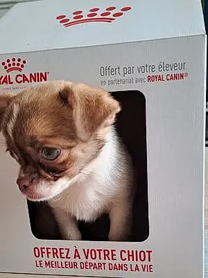 Nom Chihuahua Chien Salsa