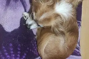 Nom Chihuahua Chien Gadget