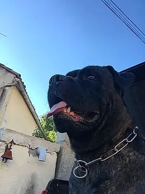 Nom Cane Corso Chien Only