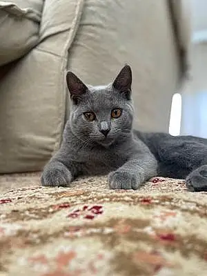 Chartreux Chat Umi