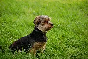 Yorkshire Terrier Chien Becky