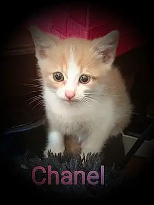 Nom Chat Chanel