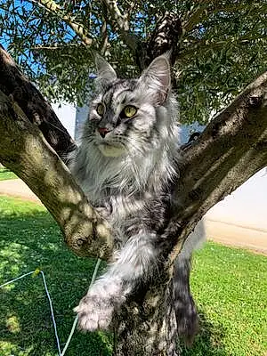 Nom Maine Coon Chat Pearl