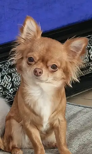 Nom Chihuahua Chien Princesse