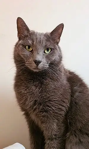 Chartreux Chat Jerry