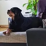 Chien, Race de chien, Plante, Carnivore, Comfort, Couch, Working Animal, Chien de compagnie, Museau, Houseplant, Rottweiler, Assis, Beard, Terrestrial Animal, Guard Dog, Canidae, Working Dog, Flowerpot