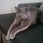 Chat, Felidae, Carnivore, Comfort, Small To Medium-sized Cats, Moustaches, Grey, Couch, Museau, Fenêtre, Queue, Domestic Short-haired Cat, Studio Couch, Poil, Bleu russe, Patte