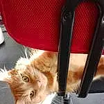 Chat, Chair, Carnivore, Felidae, Orange, Comfort, Small To Medium-sized Cats, Faon, Moustaches, Fenêtre, Museau, Luggage And Bags, Bag, Queue, Domestic Short-haired Cat, Poil, Patte, Car Seat, Baggage, Auto Part