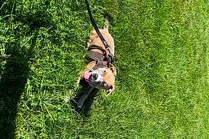American Staffordshire Terrier Chien Dayko