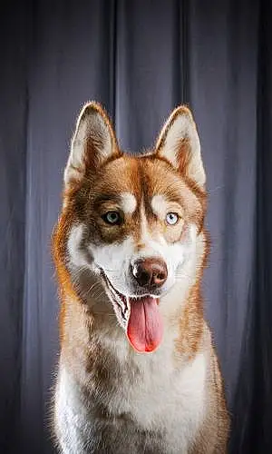 Husky Chien Sully