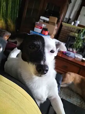 Jack Russell Chien Shanna