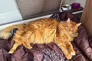 Nom Maine Coon Chat Nounours