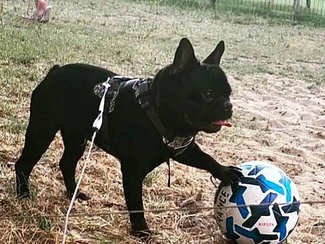 Chien, Sports Equipment, Football, Soccer, Collar, Carnivore, Race de chien, Baballe, Pet Supply, Working Animal, Dog Supply, Soccer Ball, Dog Collar, Fence, Herbe, Museau, Chien de compagnie, Ball Game, Sports, Team Sport