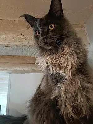 Maine Coon Chat Noopy