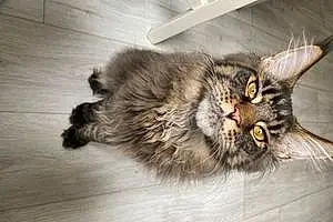 Maine Coon Chat Scooby