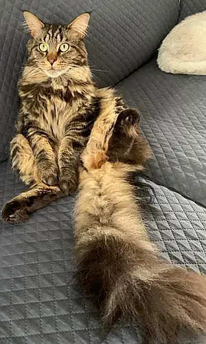 Maine Coon Chat Spike