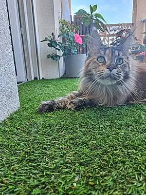 Maine Coon Chat Rose