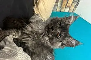 Maine Coon Chat Uego