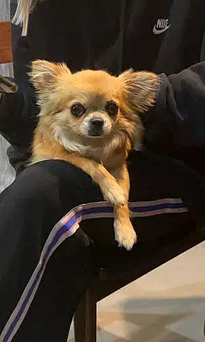 Nom Chihuahua Chien Mila