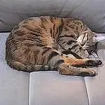 Chat, Comfort, Felidae, Carnivore, Moustaches, Small To Medium-sized Cats, Grey, Bois, Faon, Cat Bed, Queue, Fenêtre, Museau, Cat Supply, Terrestrial Animal, Domestic Short-haired Cat, Poil, Linens, Sieste