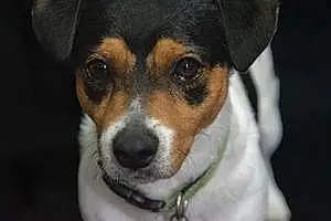 Jack Russell Chien Milo