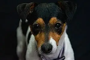 Jack Russell Chien Lana