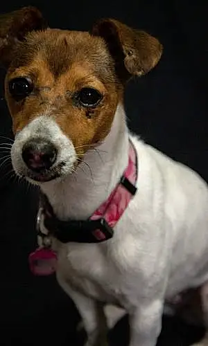 Jack Russell Chien Lili