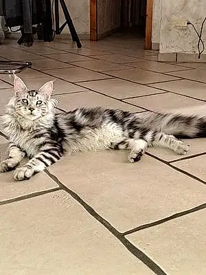 Maine Coon Chat Huros