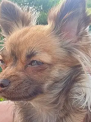 Chihuahua Chien Lizzie