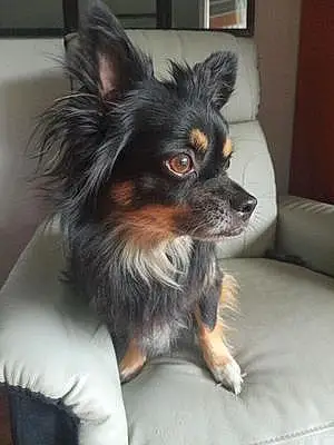Chihuahua Chien Pooky