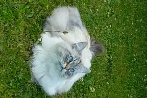 Siberien Chat Roméo