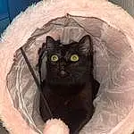 Chat, Cat Bed, Felidae, Carnivore, Small To Medium-sized Cats, Comfort, Moustaches, Faon, Cat Supply, Automotive Tire, Queue, Museau, Bean Bag, Pet Supply, Chats noirs, Baballe, Domestic Short-haired Cat, Poil, Circle, FenÃªtre