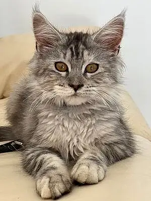 Maine Coon Chat Loona