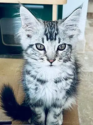 Maine Coon Chat Pepito