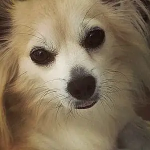 Nom Chihuahua Chien Romy