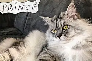 Nom Maine Coon Chat Prince