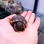 Kinosternidae, Turtle, Tortoise, Reptile, Pond Turtle, Common Snapping Turtle, Terrestrial Animal, Box Turtle, Geoemydidae, Hand, Finger, Terrapin, Chelydridae, Griffe