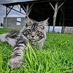 Chat, Ciel, Plante, Carnivore, Small To Medium-sized Cats, Moustaches, Herbe, Felidae, Groundcover, Cloud, Museau, Terrestrial Animal, Grassland, Arbre, Queue, Domestic Short-haired Cat, Soil, Poil, Bois