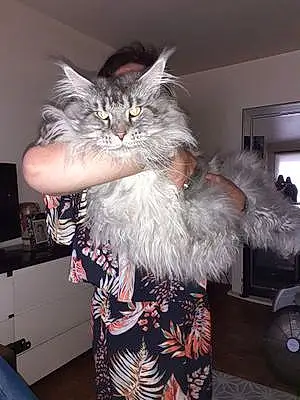 Maine Coon Chat Oslo
