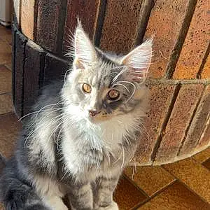 Rin Maine Coon