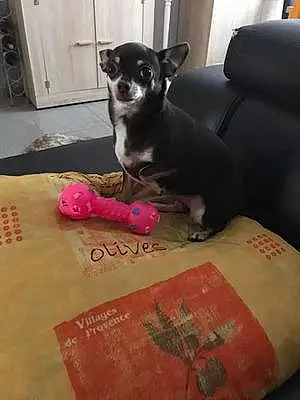 Chihuahua Chien Chipie
